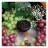 Табак Element Воздух - Grape Mint (Мятный Виноград, 25 грамм) купить в Санкт-Петербурге